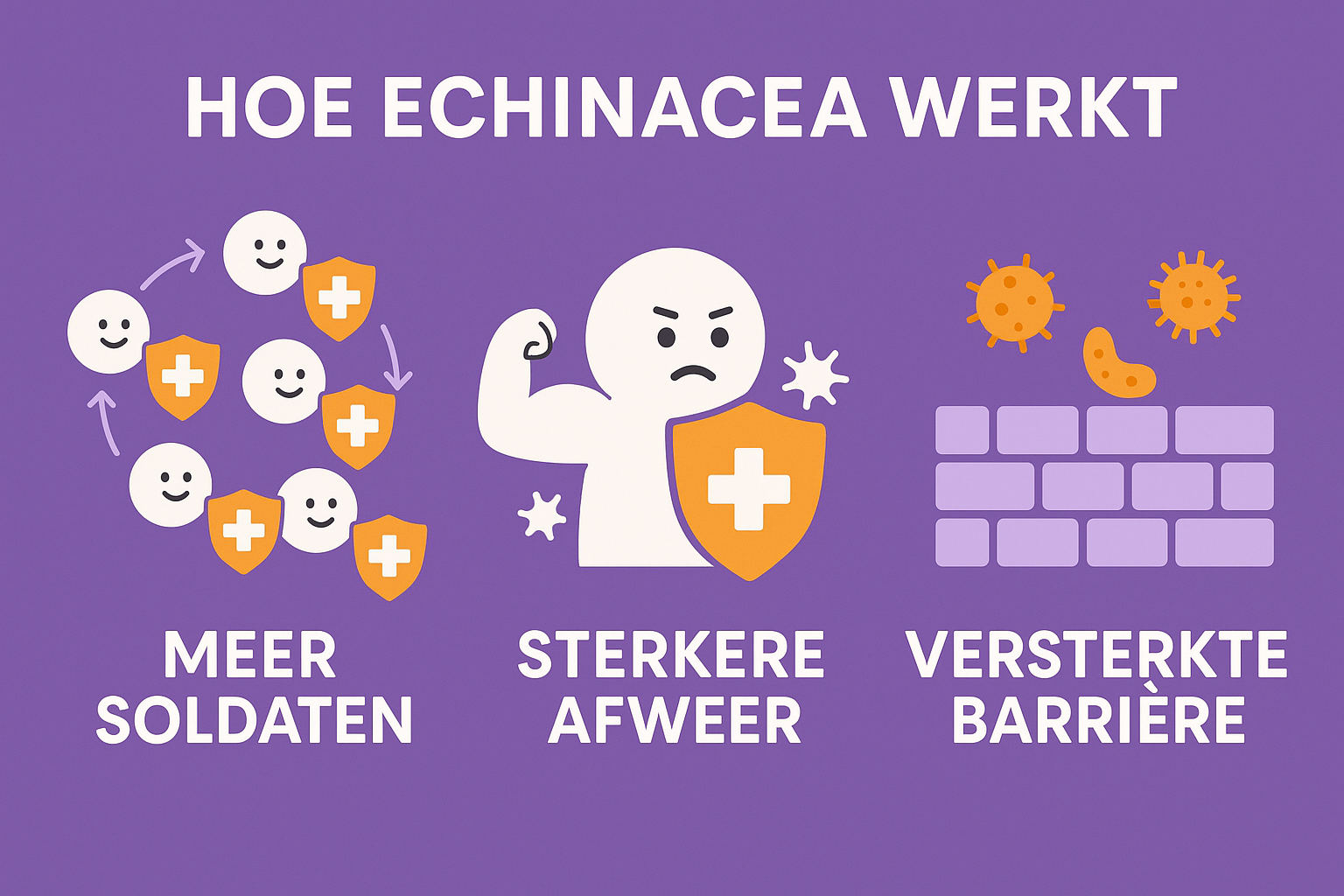 Infographic in 1536x1024 landscape format showing "Hoe Echinacea Werkt" (How Echinacea Works). Three illustrated sections with icons: 1) Whi